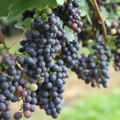 PLANT IN A BOX - Vigne à raisin - set de 6 - vitis vinifera - hauteur 25-40cm - ⌀9cm