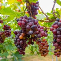 PLANT IN A BOX - Vigne à raisin - set de 6 - vitis vinifera - hauteur 25-40cm - ⌀9cm