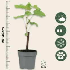 PLANT IN A BOX - Vigne à raisin - set de 6 - vitis vinifera - hauteur 25-40cm - ⌀9cm