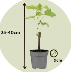 PLANT IN A BOX - Vigne à raisin - set de 6 - vitis vinifera - hauteur 25-40cm - ⌀9cm