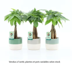 Plante verte mix, variétés variables : cache-pot D.13cm - H.30/35cm