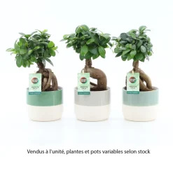 Plante verte mix, variétés variables : cache-pot D.13cm - H.30/35cm