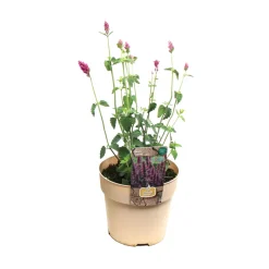 Plante vivace résistante - Pot 1,6L