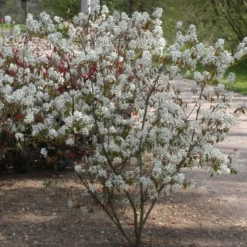 PLANTES AVENUE - Amélanchier du canada/[-]pot de 3l - 20/40 cm