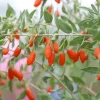 PLANTES AVENUE - Baie de goji sweet success®/[-]pot de 3l - echelle bambou 60/120 cm