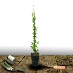 PLANTES AVENUE - Baie de goji sweet success®/[-]pot de 3l - echelle bambou 60/120 cm