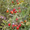 PLANTES AVENUE - Baie de goji barbarum/[-]pot de 3l - echelle bambou 60/120 cm