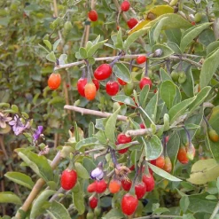 PLANTES AVENUE - Baie de goji barbarum/[-]pot de 3l - echelle bambou 60/120 cm