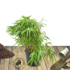 PLANTES AVENUE - Bambou non traçant/[-]pot de 4l - 40/60 cm