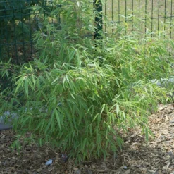 PLANTES AVENUE - Bambou non traçant/[-]pot de 7,5l - 60/80 cm