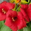 PLANTES AVENUE - Bignone ebony & red® 'mincamroug13'/[-]pot de 3l - echelle bambou 60/120 cm