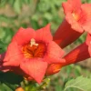 PLANTES AVENUE - Bignone tango® 'huidan'/[-]pot de 1l - 30/60 cm