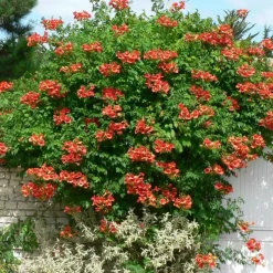 PLANTES AVENUE - Bignone x tagliabuana madame galen/[-]pot de 1,5l - tuteur bambou 30/60 cm