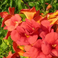 PLANTES AVENUE - Bignone x tagliabuana madame galen/[-]pot de 1,5l - tuteur bambou 30/60 cm