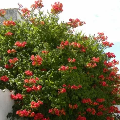 PLANTES AVENUE - Bignone x tagliabuana madame galen/[-]pot de 1,5l - tuteur bambou 30/60 cm