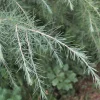 PLANTES AVENUE - Cèdre de l'himalaya feeling blue/[-]pot de 5l - 40/60 cm