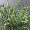 PLANTES AVENUE - Cèdre du japon araucarioides/[-]pot de 15l - 60/80 cm
