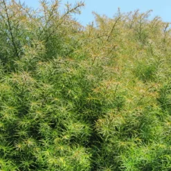 PLANTES AVENUE - Cèdre du japon elegans/[-]pot de 12l - 80/100 cm