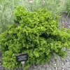 PLANTES AVENUE - Cèdre du japon bandai sugi/[-]pot de 5l - 40/60 cm