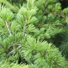 PLANTES AVENUE - Cèdre du liban nana/[-]pot de 5l - 40/60 cm