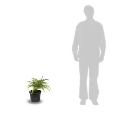 PLANTES AVENUE - Cèdre du liban nana/[-]pot de 5l - 40/60 cm