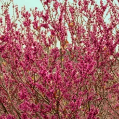 PLANTES AVENUE - Cercis, gainier silicastre, arbre de judée/[-]pot de 7,5l - 60/80 cm
