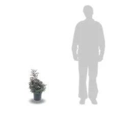 PLANTES AVENUE - Chamaecyparis pisifera 'boulevard'/[-]pot de 7,5l - 40/60 cm
