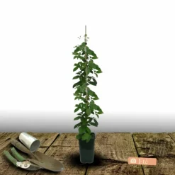 PLANTES AVENUE - Clématite stella bella® 'so23005'/[-]pot de 2l - tuteur bambou 60/90 cm