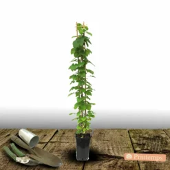 PLANTES AVENUE - Clématite miss bateman/[-]pot de 3l - echelle bambou 60/120 cm