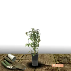 PLANTES AVENUE - Clématite montana wilsonii/[-]pot de 1,5l - tuteur bambou 30/60 cm