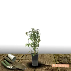 PLANTES AVENUE - Clématite montana wilsonii/[-]pot de 1,5l - tuteur bambou 30/60 cm
