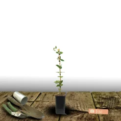 PLANTES AVENUE - Clématite chibi® niida/[-]pot de 1,5l - tuteur bambou 30/60 cm