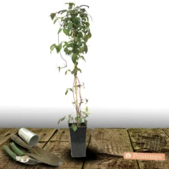 PLANTES AVENUE - Clématite montana mayleen/[-]pot de 3l - echelle bambou 60/120 cm