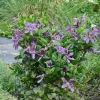 PLANTES AVENUE - Clématite saphyra® estrella 'cleminov27'/[-]pot de 1,5l - tuteur bambou 30/60 cm