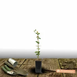 PLANTES AVENUE - Clématite the heroes of warsaw/[-]pot de 1,5l - tuteur bambou 30/60 cm