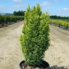 PLANTES AVENUE - Cyprès de lawson ellwood's gold/[-]pot de 4l - 40/60 cm