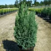 PLANTES AVENUE - Cyprès de lawson ellwoodii/[-]pot de 4l - 40/60 cm