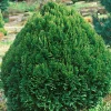 PLANTES AVENUE - Cyprès de lawson minima glauca/[-]pot de 3l - 40/60 cm