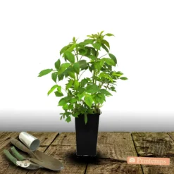 PLANTES AVENUE - Framboisier goodasgold®/[-]pot de 3l - 30/60 cm
