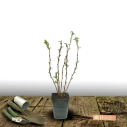 PLANTES AVENUE - Framboisier goodasgold®/[-]pot de 3l - 30/60 cm