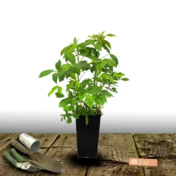 PLANTES AVENUE - Framboisier autumn happy®/[-]pot de 3l - 30/60 cm