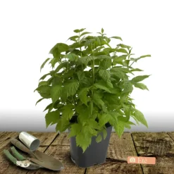 PLANTES AVENUE - Framboisier heritage/[-]pot de 5l - 40/80 cm