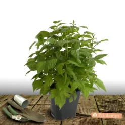 PLANTES AVENUE - Framboisier heritage/[-]pot de 5l - 40/80 cm