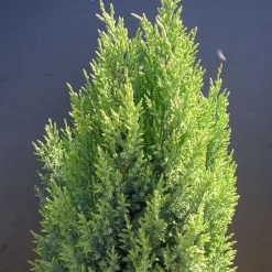 PLANTES AVENUE - Genévrier de chine stricta/[-]pot de 7,5l - 40/60 cm