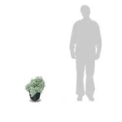 PLANTES AVENUE - Genévrier écailleux blue star/[-]pot de 5l - 40/60 cm