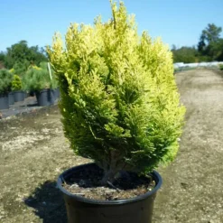 PLANTES AVENUE - Genévriers gold coast/[-]pot de 3l - 20/40 cm