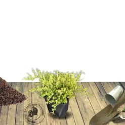 PLANTES AVENUE - Genévriers old gold/[-]pot de 5l - 40/60 cm