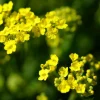 PLANTES AVENUE - Graines de corbeille d'or - vilmorin/[-]sachet