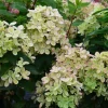 PLANTES AVENUE - Hortensia paniculata pastelgreen® 'rencolor'/[-]pot de 1,5l - 10/20 cm