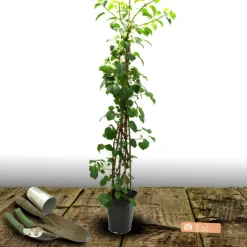 PLANTES AVENUE - Hortensia grimpant hydrangeoïdes/[-]pot de 1,5l - tuteur bambou 30/60 cm